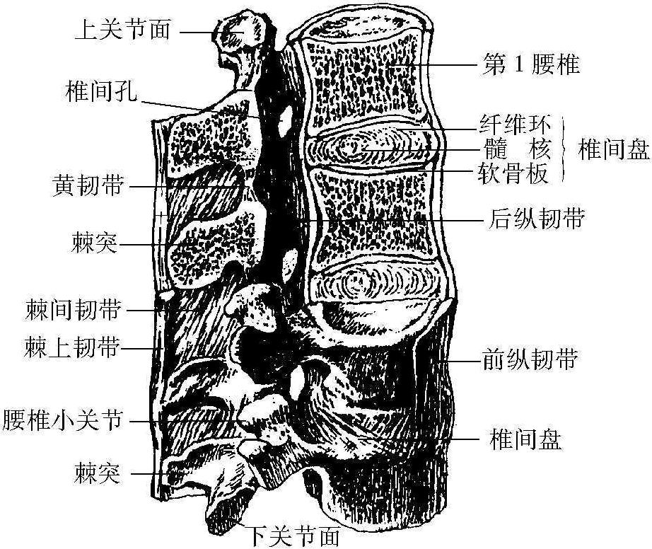 一、椎體間連結(jié)